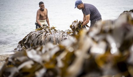 Pearls of the West Coast